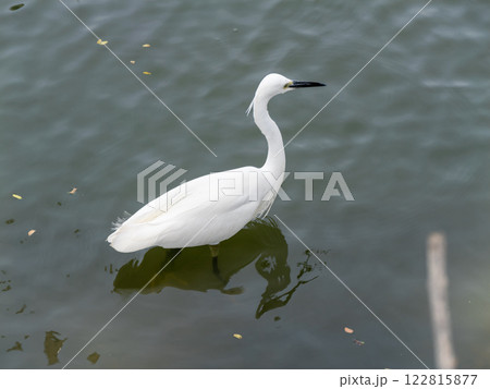 Elegant egret wading in serene waters nature tranquil environment close-up view Elegant egret wading in serene waters nature tranquil environment close-up view 122815877