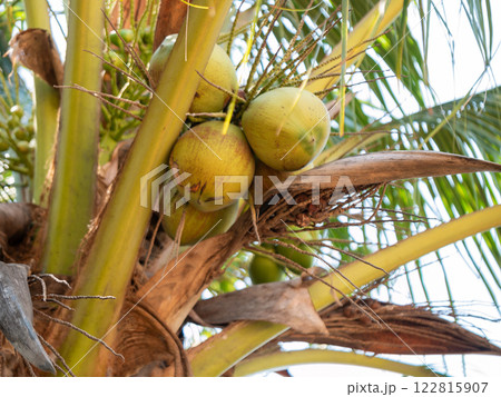 Outdoor agriculture focus coconuts growing palm trees in tropical region Outdoor agriculture focus coconuts growing palm trees in tropical region 122815907