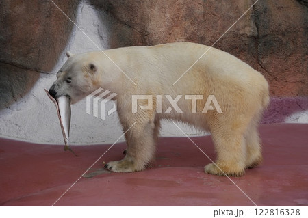 魚をくわえたシロクマ 魚をくわえたシロクマ 122816328