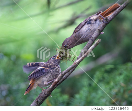 ジョウビタキの子育て 122816446