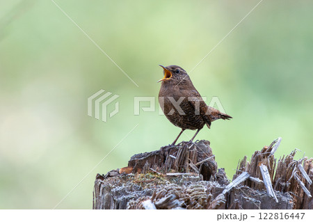 ミソサザイの囀り ミソサザイの囀り 122816447