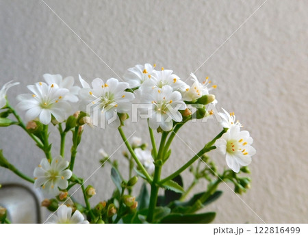 白いレウィシアの花 白いレウィシアの花 122816499