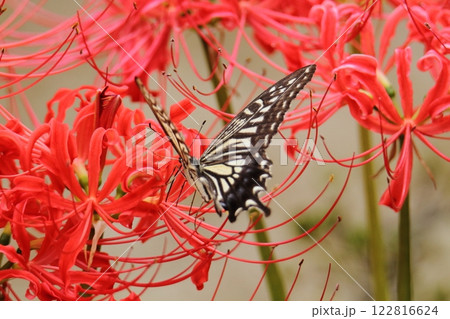 ガーデニング　庭の花、 122816624