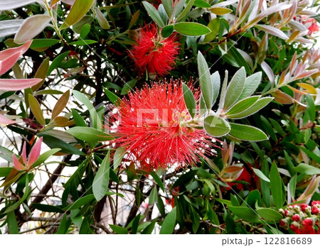 赤いブラシノキの花 122816689