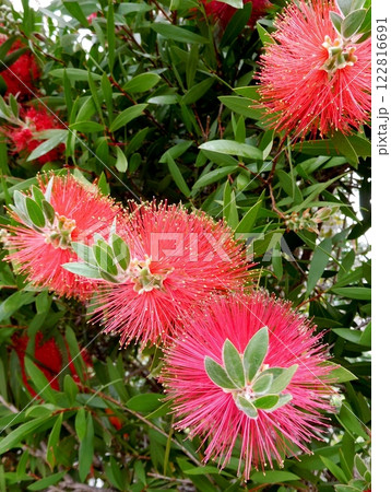 赤いブラシノキの花 赤いブラシノキの花 122816691