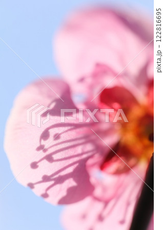 蕊の影がはっきり映った紅梅 蕊の影がはっきり映った紅梅 122816695