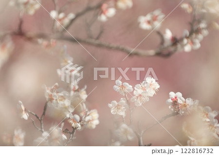 前ボケ、後ろボケを活かした白い梅の花 前ボケ、後ろボケを活かした白い梅の花 122816732