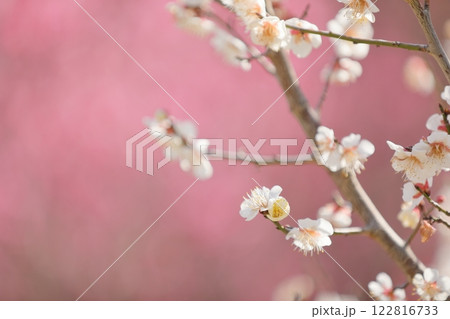 白い梅の花 122816733