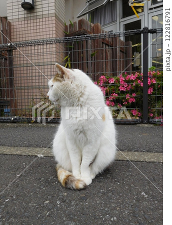 相鉄線星川駅　三毛猫　後ろ姿 122816791