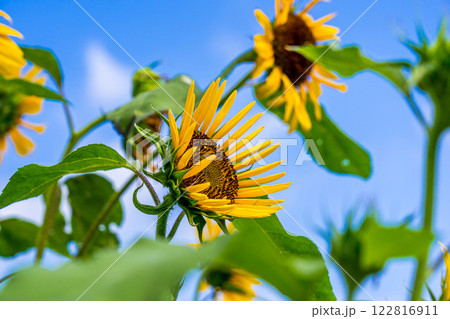 ある夏の日 122816911