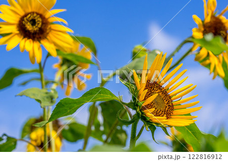 ある夏の日 122816912