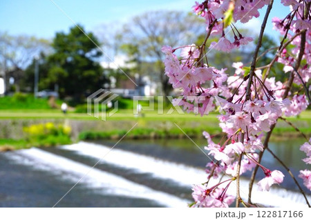 鴨川沿いに咲く枝垂桜【京都府京都市 半木の道】 鴨川沿いに咲く枝垂桜【京都府京都市 半木の道】 122817166