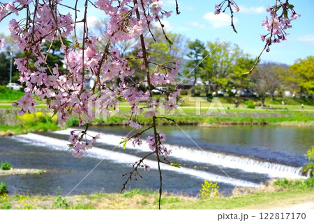 鴨川沿いに咲く枝垂桜【京都府京都市 半木の道】 鴨川沿いに咲く枝垂桜【京都府京都市 半木の道】 122817170