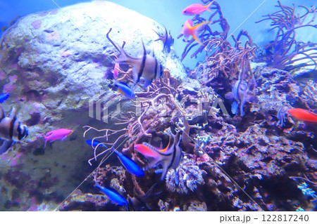 板橋区立熱帯環境植物館 ミニ水族館 板橋区立熱帯環境植物館 ミニ水族館 122817240
