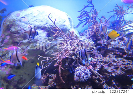 板橋区立熱帯環境植物館　ミニ水族館 122817244