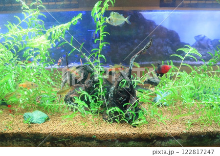 板橋区立熱帯環境植物館 ミニ水族館 板橋区立熱帯環境植物館 ミニ水族館 122817247