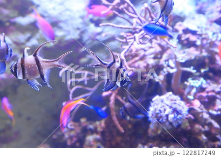 板橋区立熱帯環境植物館　ミニ水族館 122817249