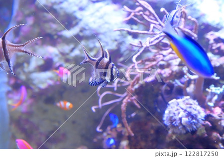 板橋区立熱帯環境植物館 ミニ水族館 板橋区立熱帯環境植物館 ミニ水族館 122817250