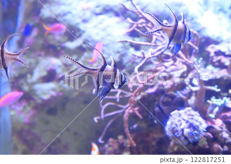 板橋区立熱帯環境植物館 ミニ水族館 板橋区立熱帯環境植物館 ミニ水族館 122817251