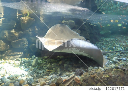 板橋区立熱帯環境植物館　世界最大の淡水エイ 122817371