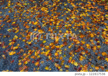 秋深まる市立美術館 122817536