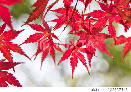 秋深まる市立美術館 122817541