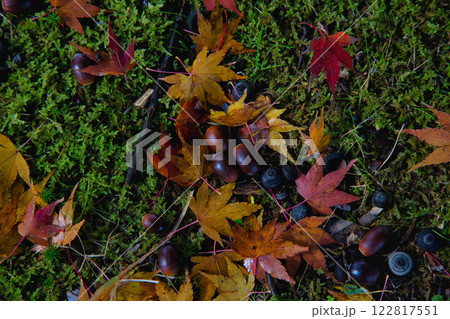 秋深まる市立美術館 122817551