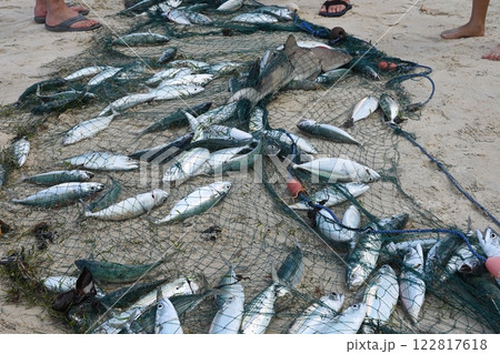 Caught fish in a net on Mahe Island, Seychelles 122817618