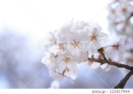 さくら412 さくら412 122817944