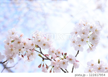 さくら426 122817954