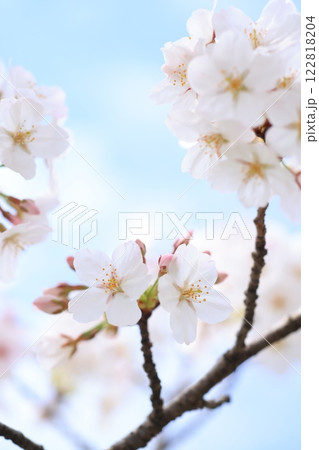 さくら381 122818204