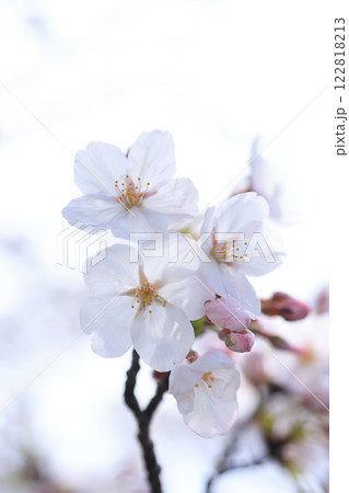 さくら394 122818213