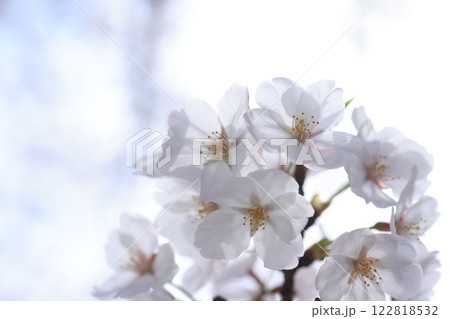 さくら311 122818532