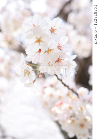 さくら355 122818551