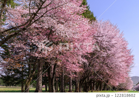北海道新ひだか町、さくら名所100選に選ばれた二十間道路の桜並木【4月】 北海道新ひだか町、さくら名所100選に選ばれた二十間道路の桜並木【4月】 122818602