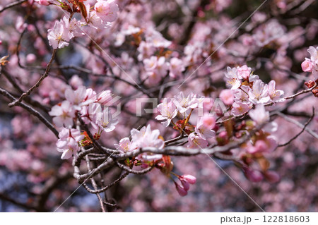 北海道新ひだか町、日本一の桜並木で艶やかに咲き誇る桜【4月】 122818603