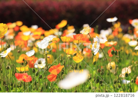 アイスランドポピー1546 122818716