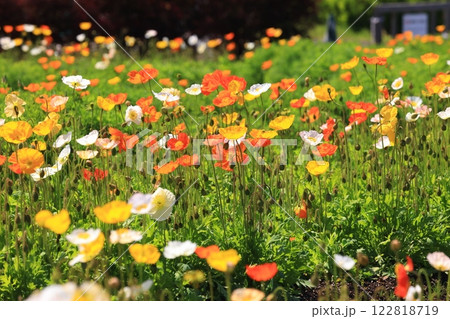 アイスランドポピー1551 122818719