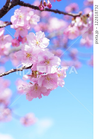 河津桜7537 122818732