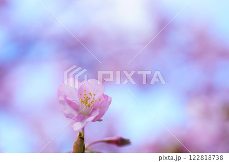 河津桜7588 河津桜7588 122818738