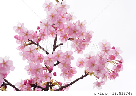 河津桜7686 河津桜7686 122818745