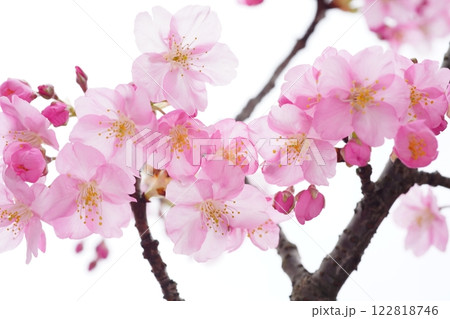 河津桜7689 122818746