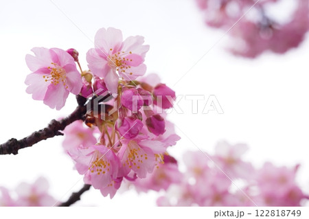 河津桜7743 122818749