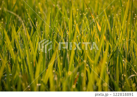 Dew drop on rice paddy field in the morning in rural Thailand. Thailand has a strong tradition of rice production. It has the fifth largest amount of rice cultivation in the world. Dew drop on rice paddy field in the morning in rural Thailand. Thailand has a strong tradition of rice production. It has the fifth largest amount of rice cultivation in the world. 122818891
