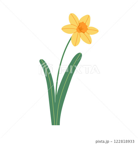Flat narcissus vector illustration 122818933