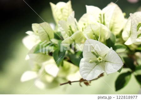 ブーゲンビリア ブーゲンビリア 122818977