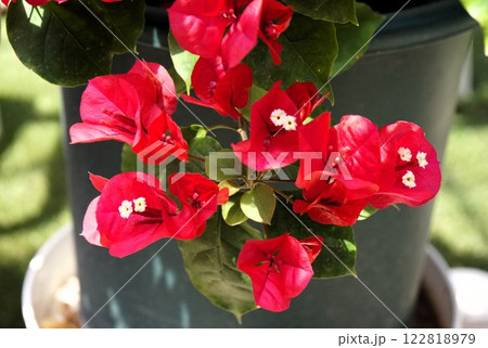 ブーゲンビリア ブーゲンビリア 122818979