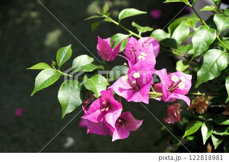 ブーゲンビリア 122818981