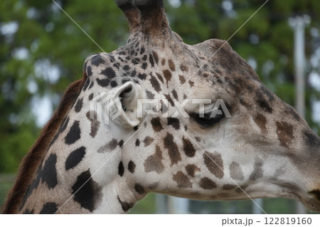 キリンの横顔 122819160