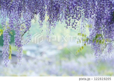 藤325 122819205